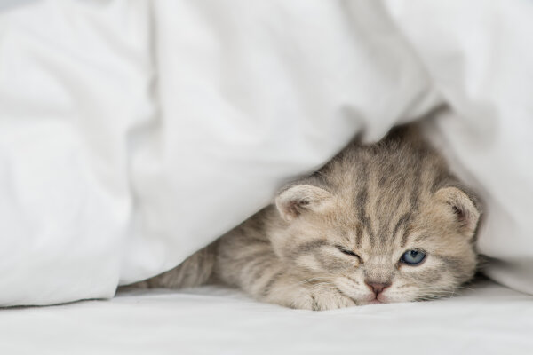 Kuschelzeit! - Kuschelzeit!