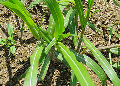 Alles über Miscanthus Pellets - Alles über Miscanthus Pellets
