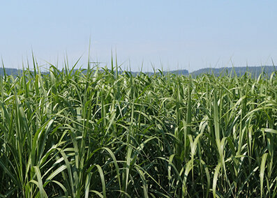 Miscanthus Anbau - Miscanthus Anbau