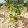 Miscanthus Gartenmulch – Nachhaltige Alternative zu Rindenmulch