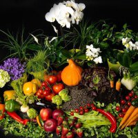 Naturdünger 6 kg im praktischen Mehrwegeimer